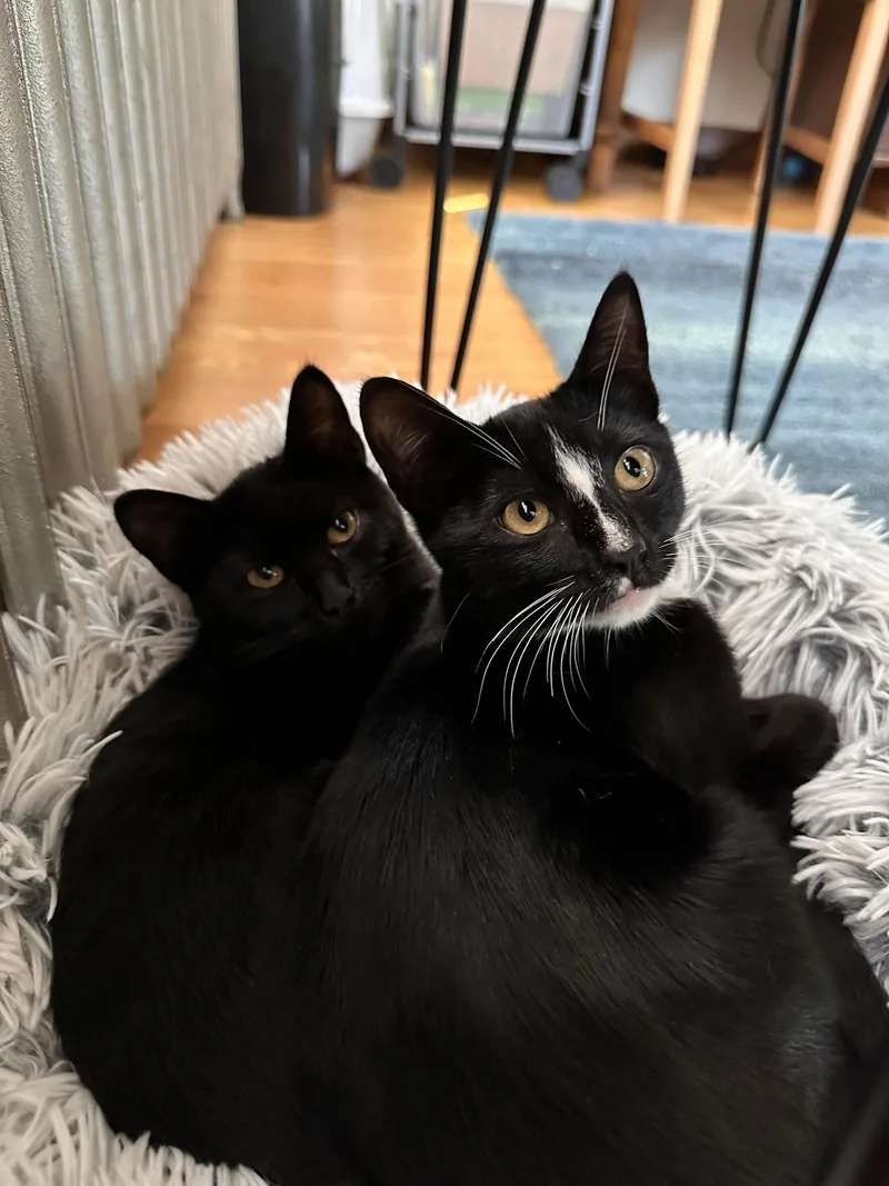 Dill and Darcy thumbnail 4