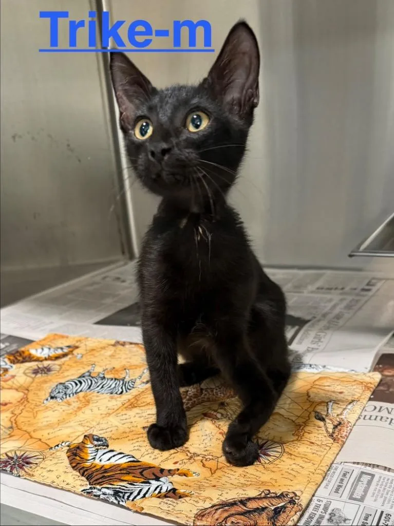 A baby small-sized male Domestic Short Hair cat named Trike for adoption in Brookhaven, MS