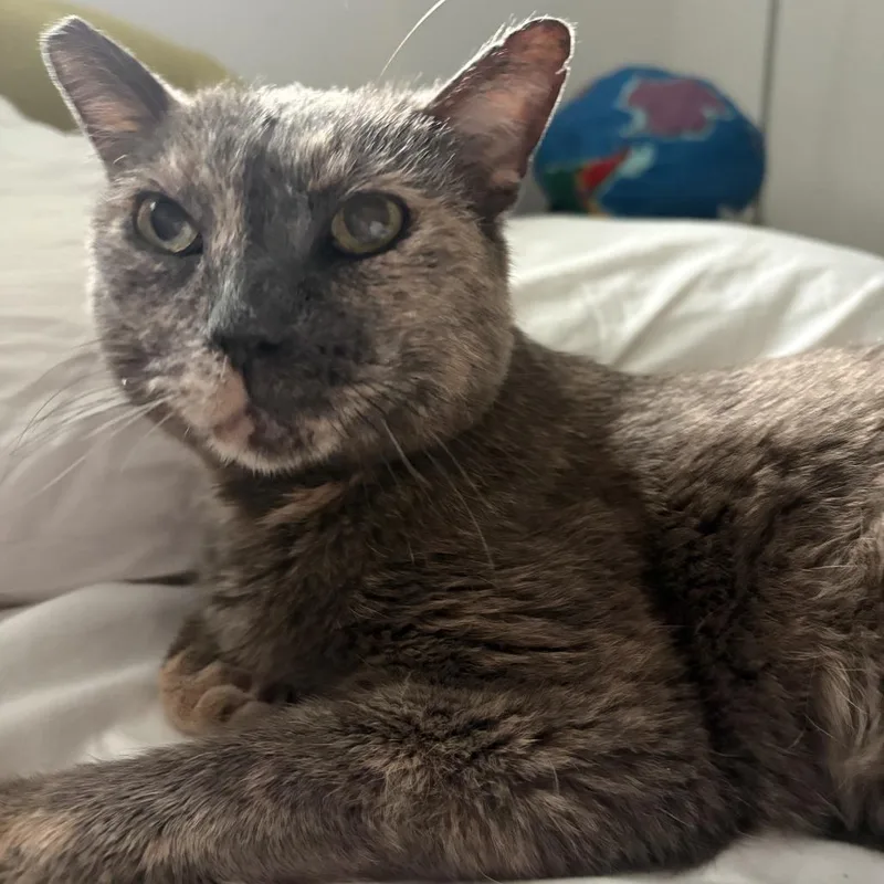 An adult medium-sized female Tortoiseshell Domestic Short Hair cat named Alma for adoption in Los Angeles, CA