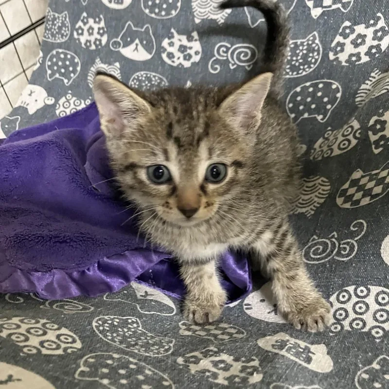 A baby small-sized male Brown / Chocolate Domestic Short Hair cat named Dasher for adoption in Overland Park, KS