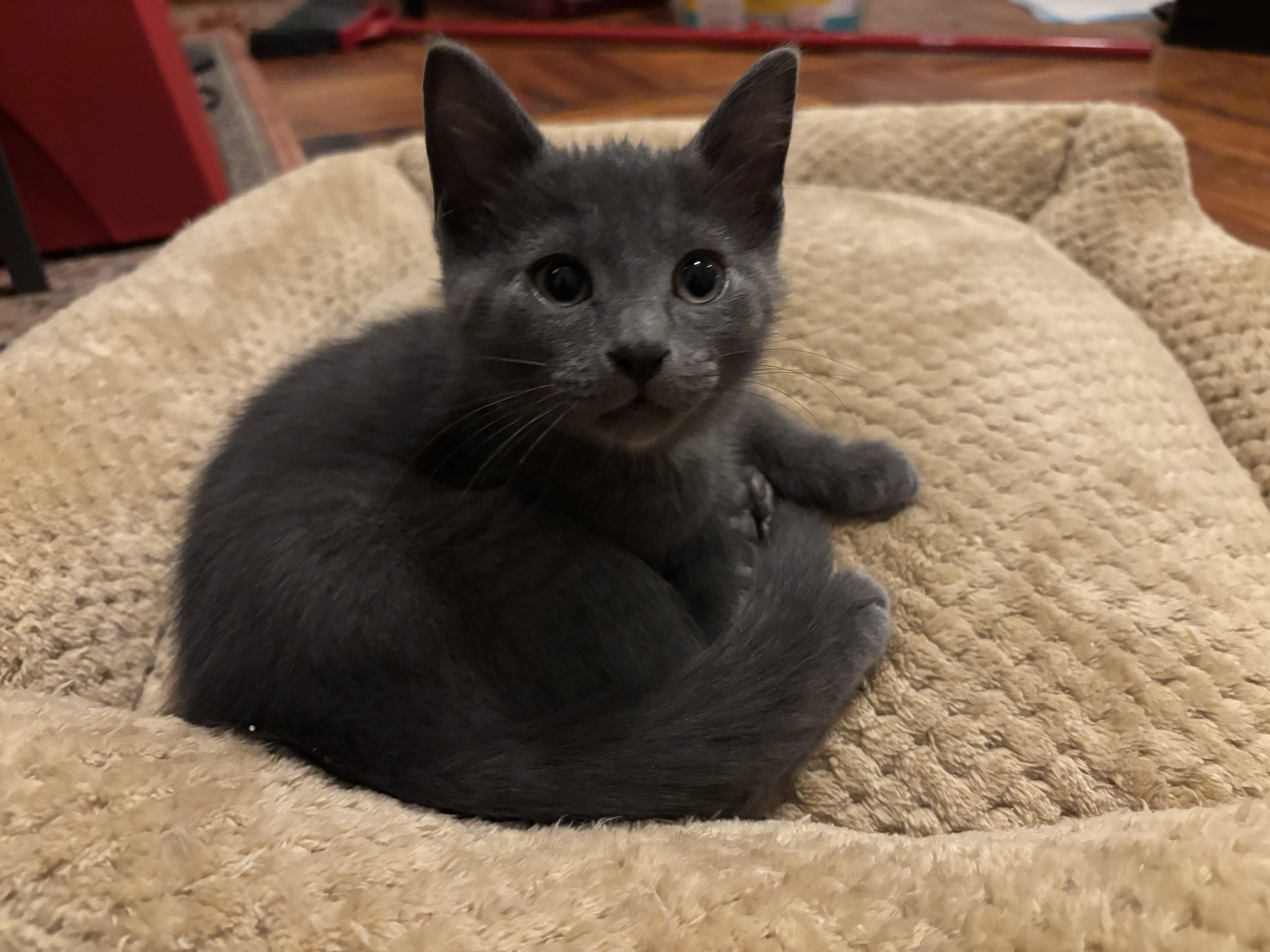A baby small-sized male Gray / Blue / Silver Domestic Short Hair cat named Phil for adoption in Philadelphia, PA