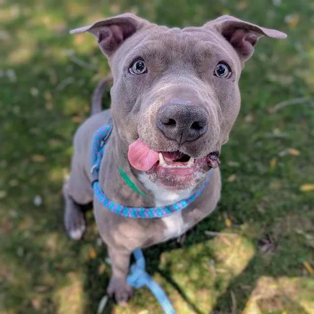 A young large-sized male Pit Bull Terrier dog named Draco for adoption in Mesa, AZ