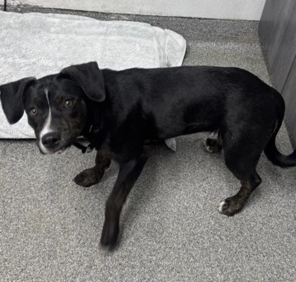 A young small-sized female Shepherd dog named Luz for adoption in Escondido, CA