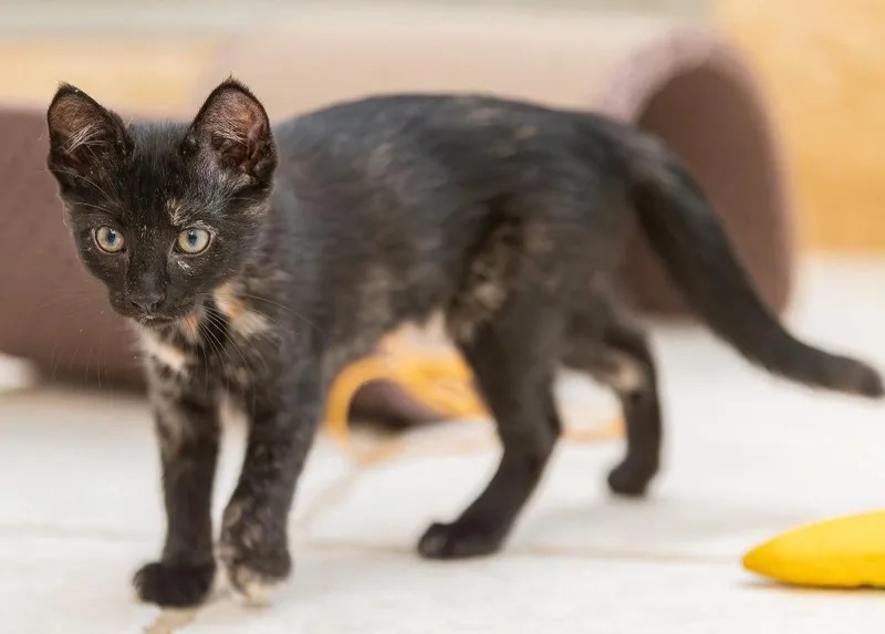 A baby small-sized female Domestic Short Hair cat named Dali for adoption in Magnolia, TX