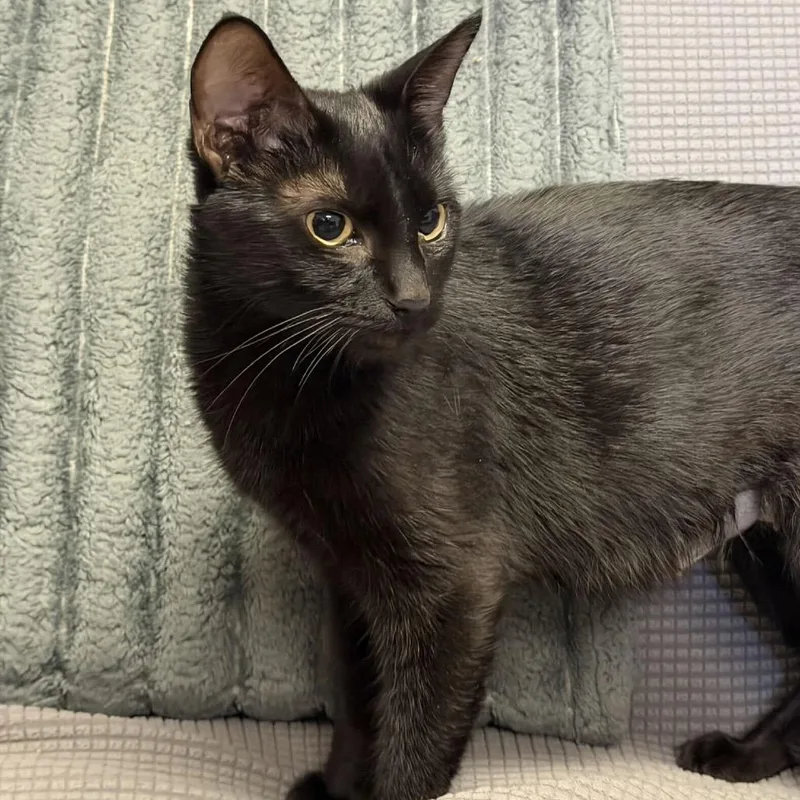 A young small-sized female Black Domestic Short Hair cat named Crow for adoption in Buffalo, MN