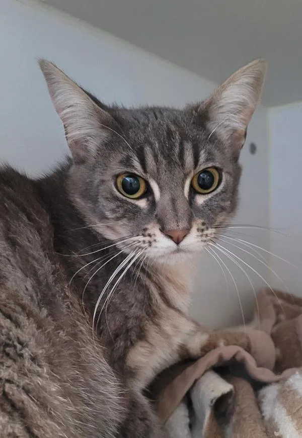 A young small-sized female Domestic Short Hair cat named Princess for adoption in San Diego, CA