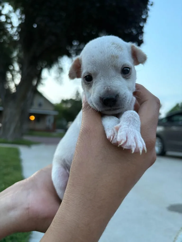 A baby large-sized male Mixed Breed dog named Puppy for adoption in Saint James, MN