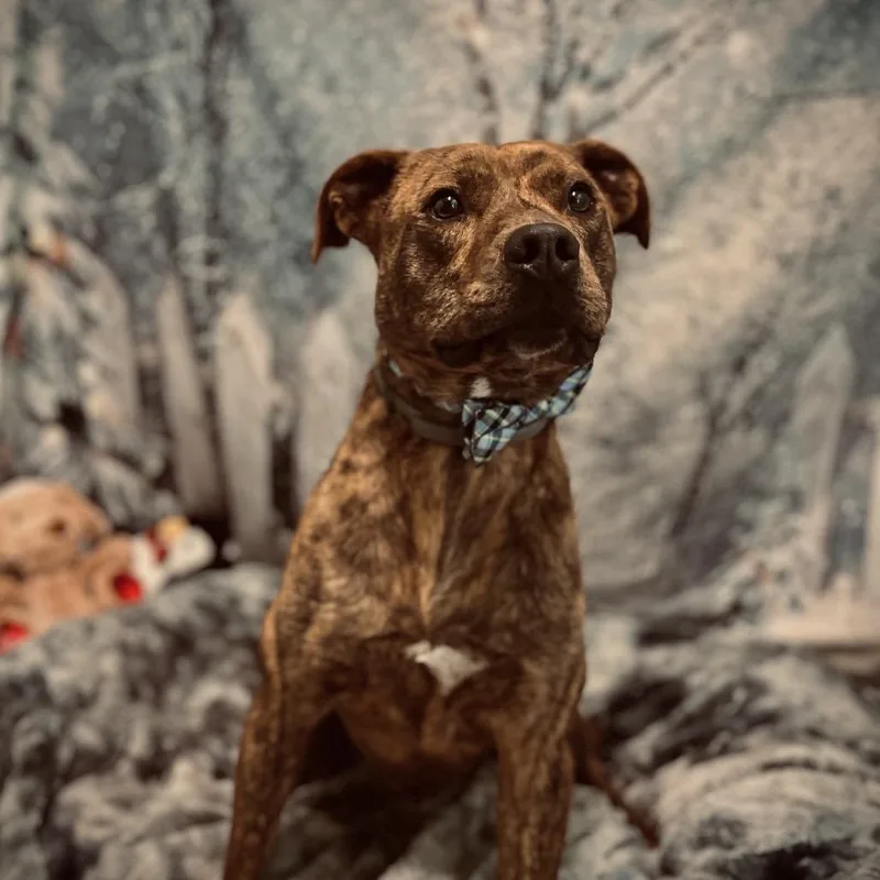 An adult medium-sized male Pit Bull Terrier dog named Trooper for adoption in Harrisville, WV