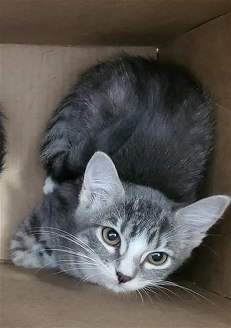 A baby medium-sized female Domestic Long Hair cat named Jimena for adoption in Dallas, TX