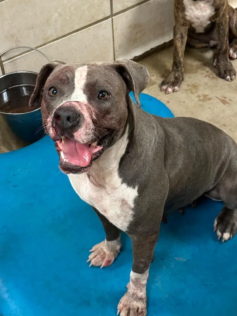 A young medium-sized female Mixed Breed dog named Eve for adoption in Bossier City, LA