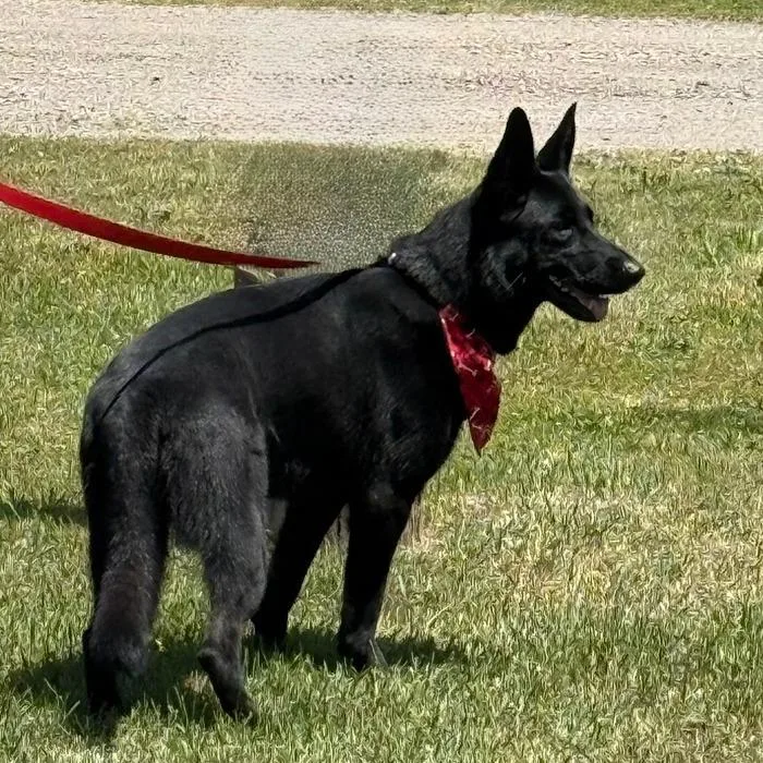 An adult medium-sized female Black German Shepherd Dog dog named D Luna for adoption in Franklin, PA