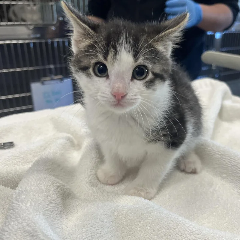 A baby small-sized female Brown / Chocolate Domestic Short Hair cat named Honey Honey for adoption in Hinsdale, IL