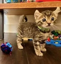 A baby small-sized female Domestic Long Hair cat named Pixie for adoption in Camarillo, CA