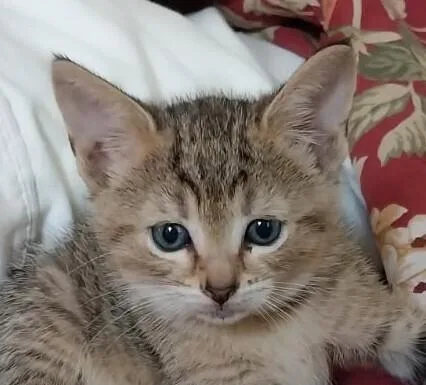 Rosie thumbnail 3