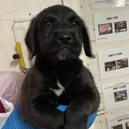 A baby large-sized male Standard Poodle dog named Morton for adoption in Morton Grove, IL