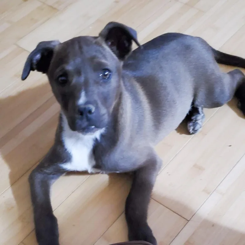 A baby medium-sized female Black Labrador Retriever dog named Betsy for adoption in Albany, NY