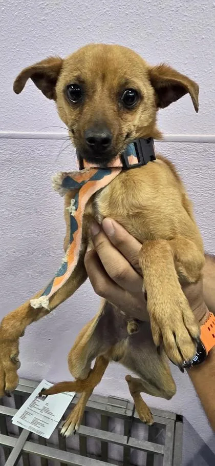 A young small-sized male Brown / Chocolate Chihuahua dog named 60842373 for adoption in El Paso, TX