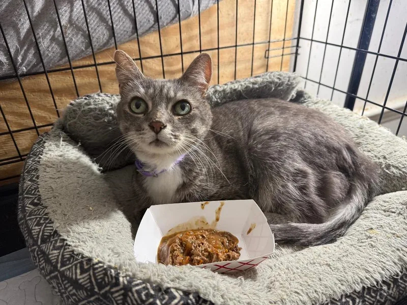 A senior large-sized male Domestic Short Hair cat named Bubby for adoption in warrenville, SC