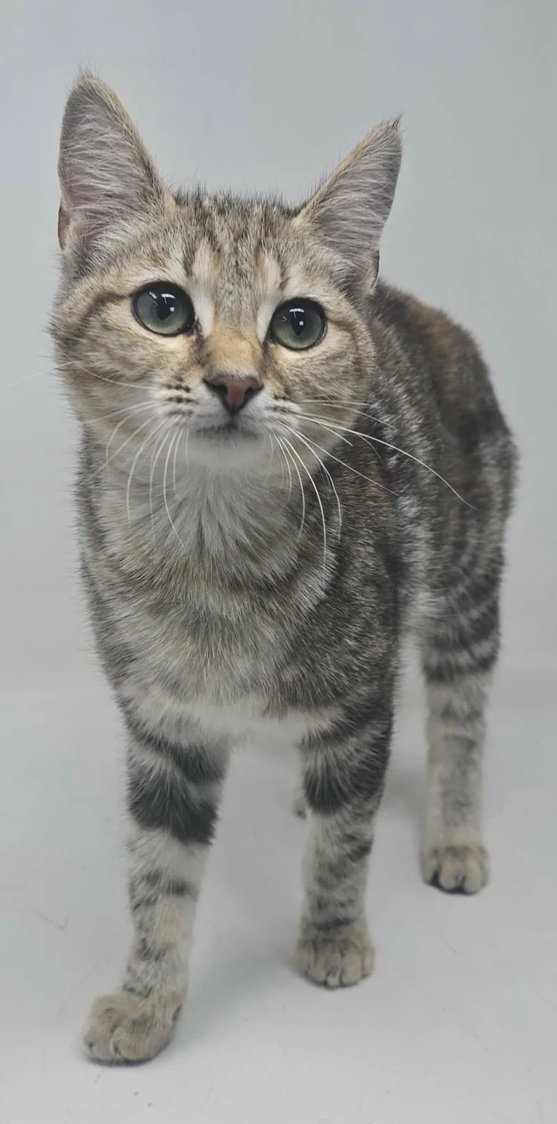 Lion Heart thumbnail 2