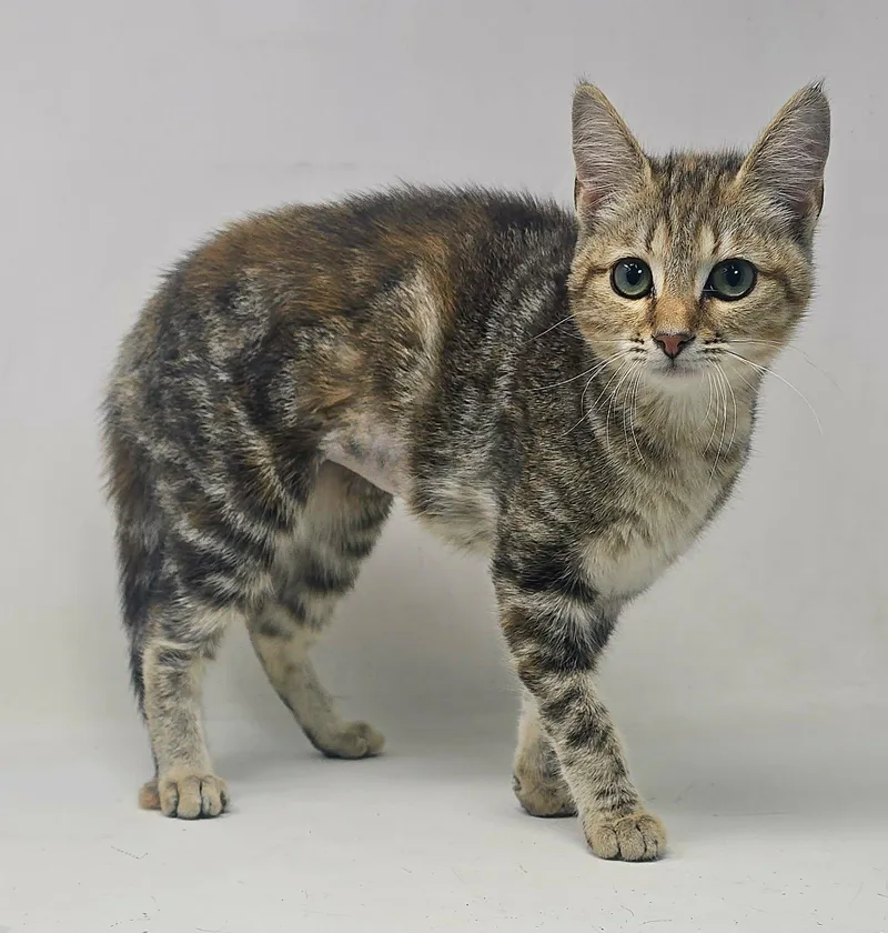 Lion Heart thumbnail 3