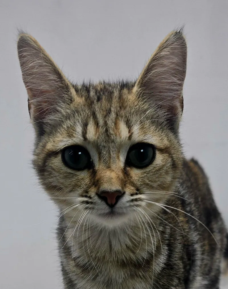 A baby medium-sized female Tabby (Brown / Chocolate) Domestic Short Hair cat named Lion Heart for adoption in Newport, TN