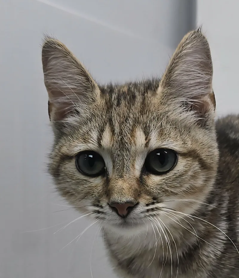 Lion Heart thumbnail 4