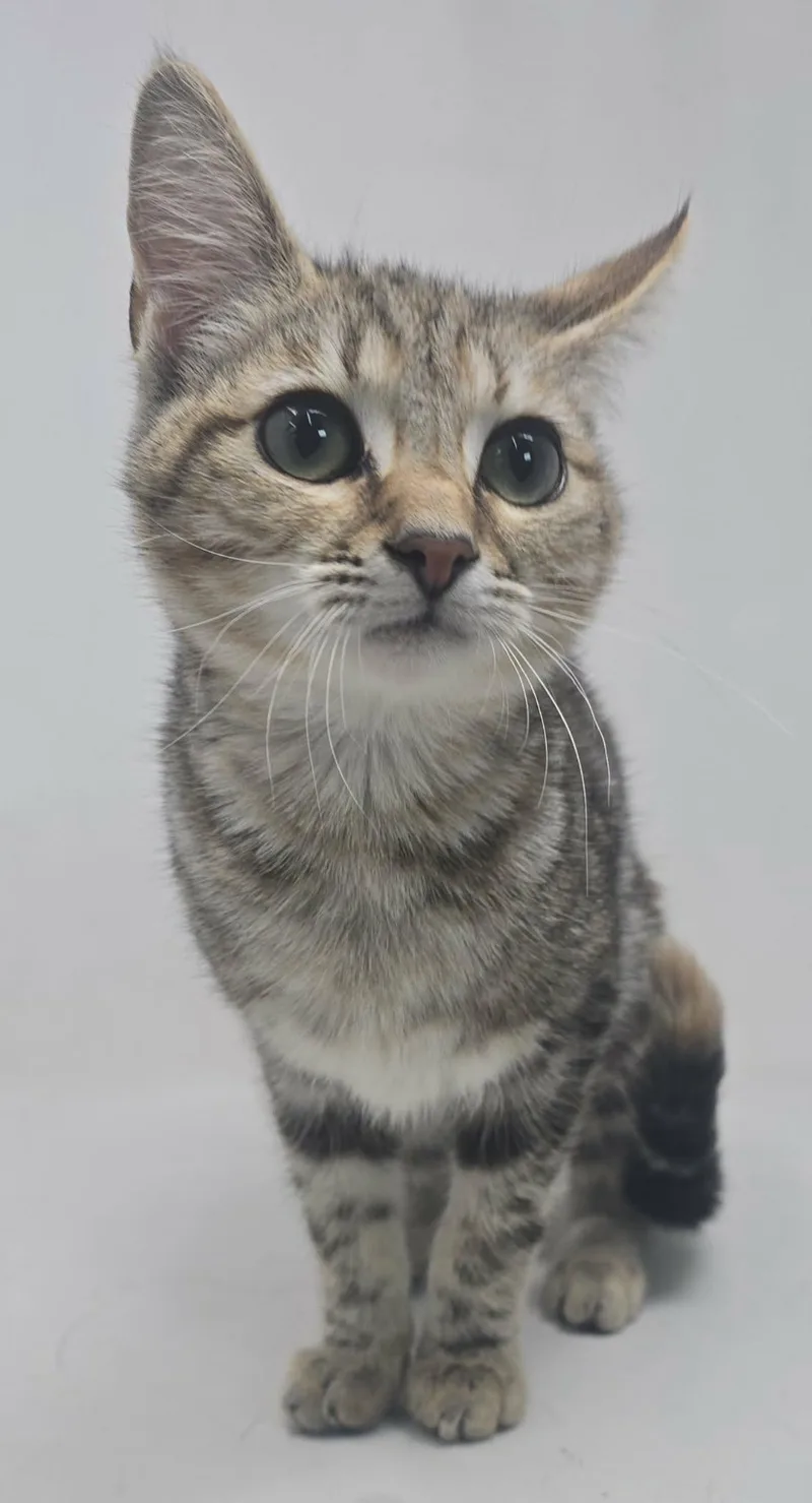 Lion Heart thumbnail 5