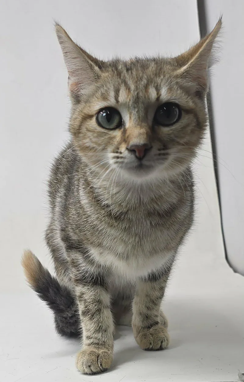 Lion Heart thumbnail 6