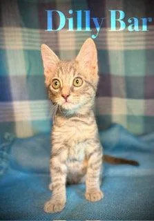 A baby medium-sized male Gray / Blue / Silver Domestic Short Hair cat named Dillybar for adoption in Pleasanton, TX