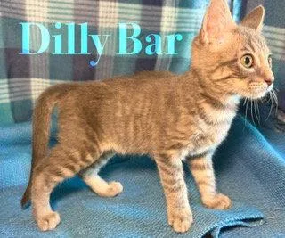 Dillybar thumbnail 2