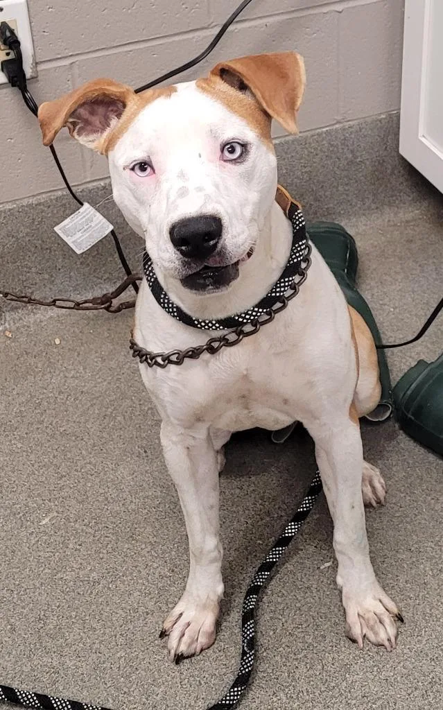 A young large-sized male Pit Bull Terrier dog named Scotty for adoption in Hopkinsville, KY