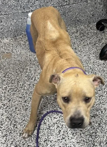 An adult medium-sized male Mixed Breed dog named Callum for adoption in West Chester, PA