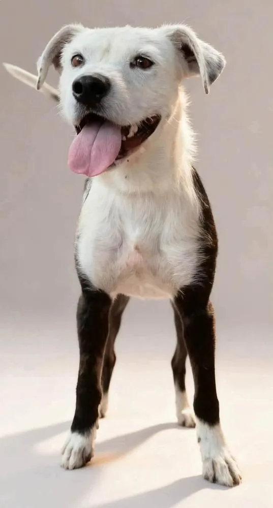 An adult medium-sized male Border Collie dog named Fuego for adoption in Aurora, CO