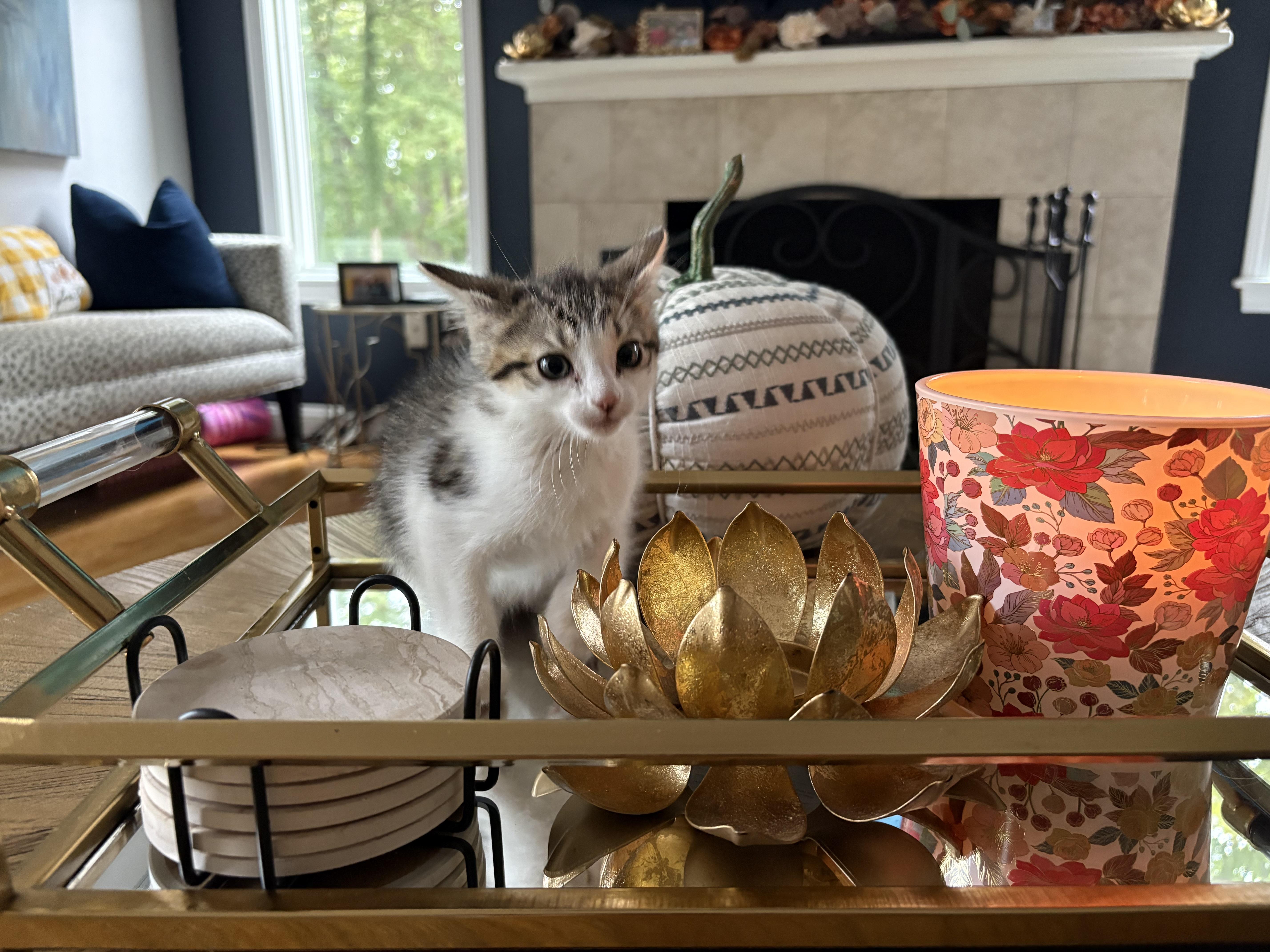 A baby medium-sized male Domestic Short Hair cat named Noodles for adoption in Melrose, MA