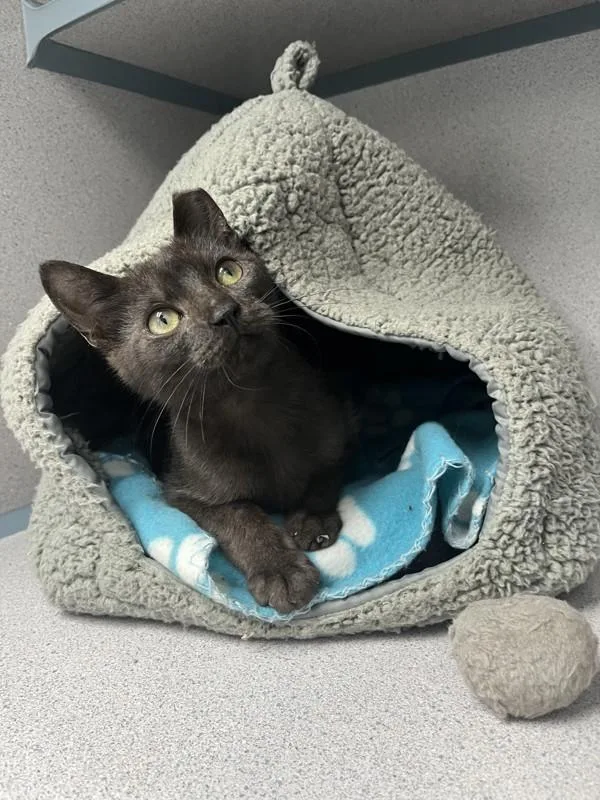 A baby small-sized male Domestic Short Hair cat named Tabasco for adoption in Skillman, NJ