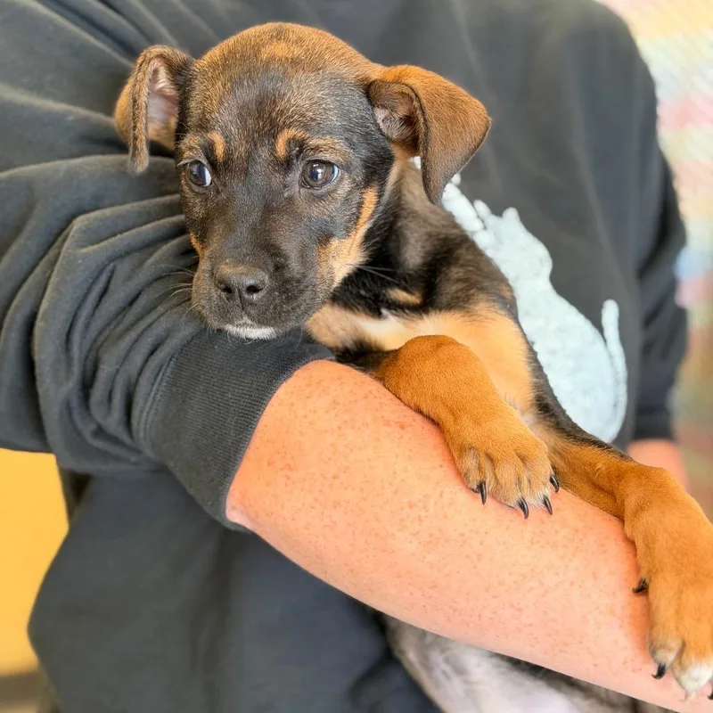 Millie Mae thumbnail 2