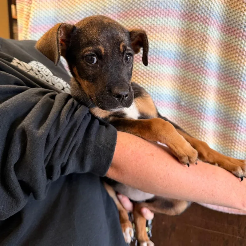 Millie Mae thumbnail 3