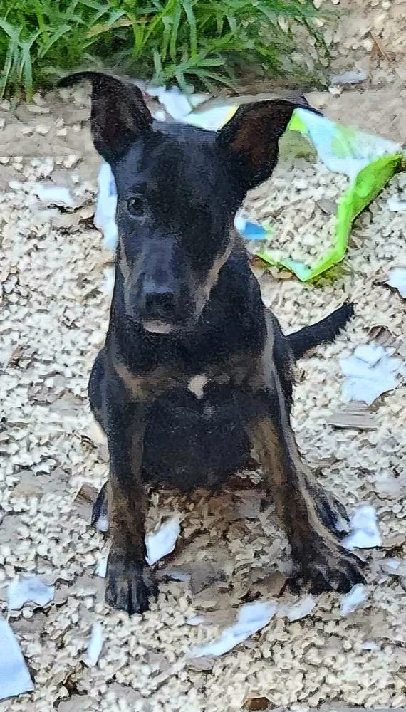 Peppermint Patty thumbnail 3