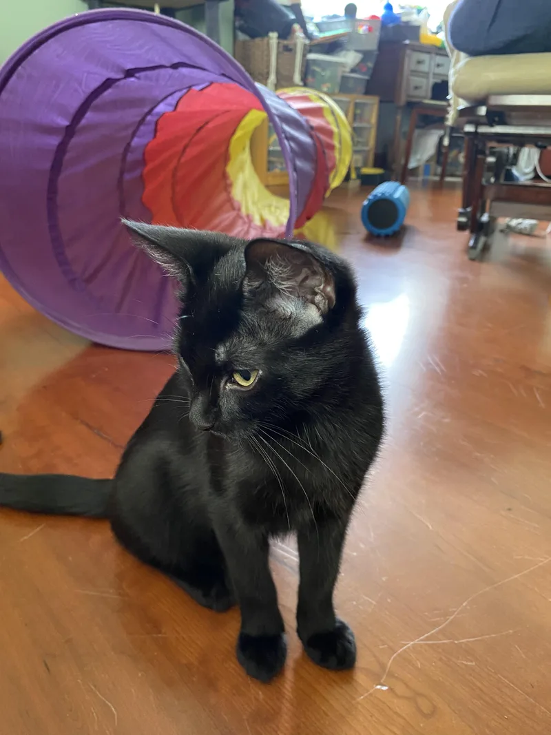 A baby medium-sized female Black Domestic Short Hair cat named Molly for adoption in Freemansburg, PA