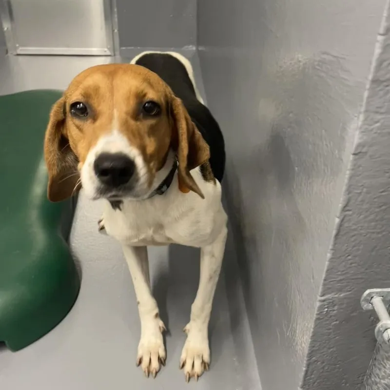 An adult medium-sized female Tricolor (Brown, Black, & White) Treeing Walker Coonhound dog named Girlie for adoption in Bryson City, NC