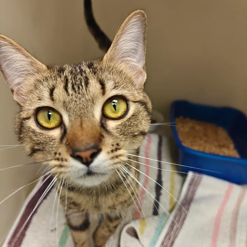 An adult medium-sized female Domestic Short Hair cat named Beato for adoption in Cumming, GA