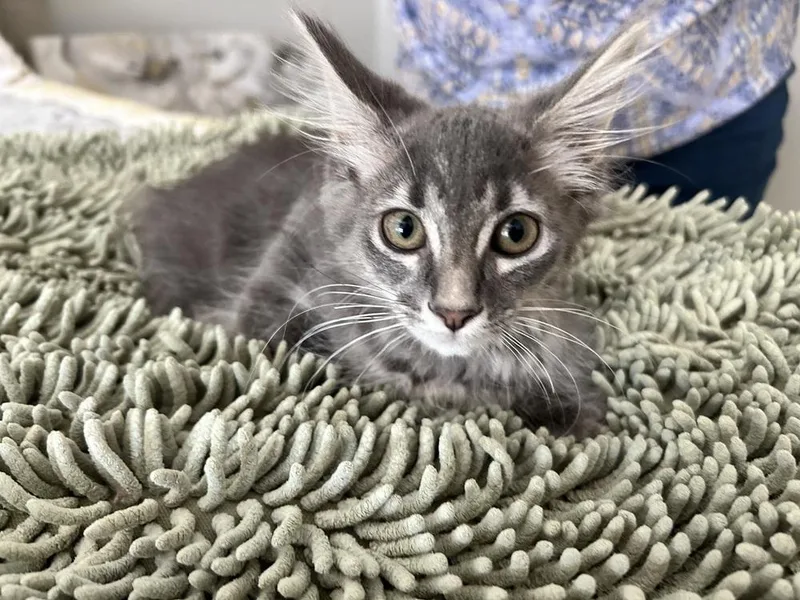 A baby small-sized male Domestic Long Hair cat named Theodore "Theo" for adoption in Mooresville, NC