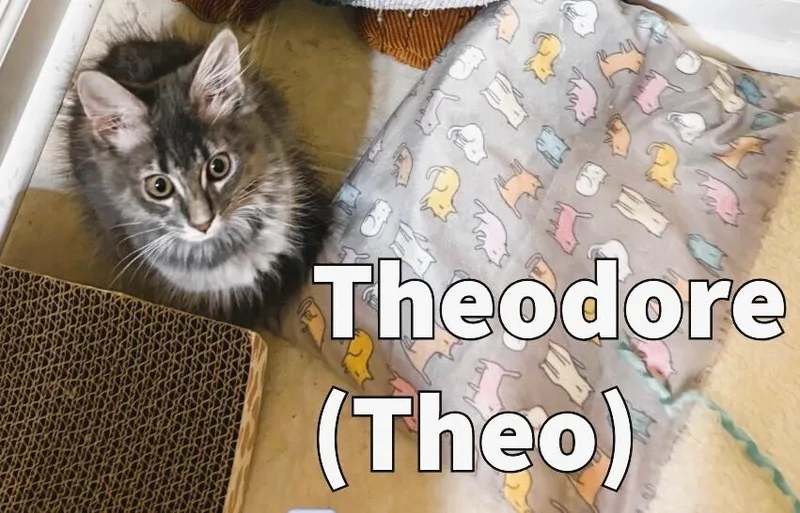 Theodore "Theo" thumbnail 2