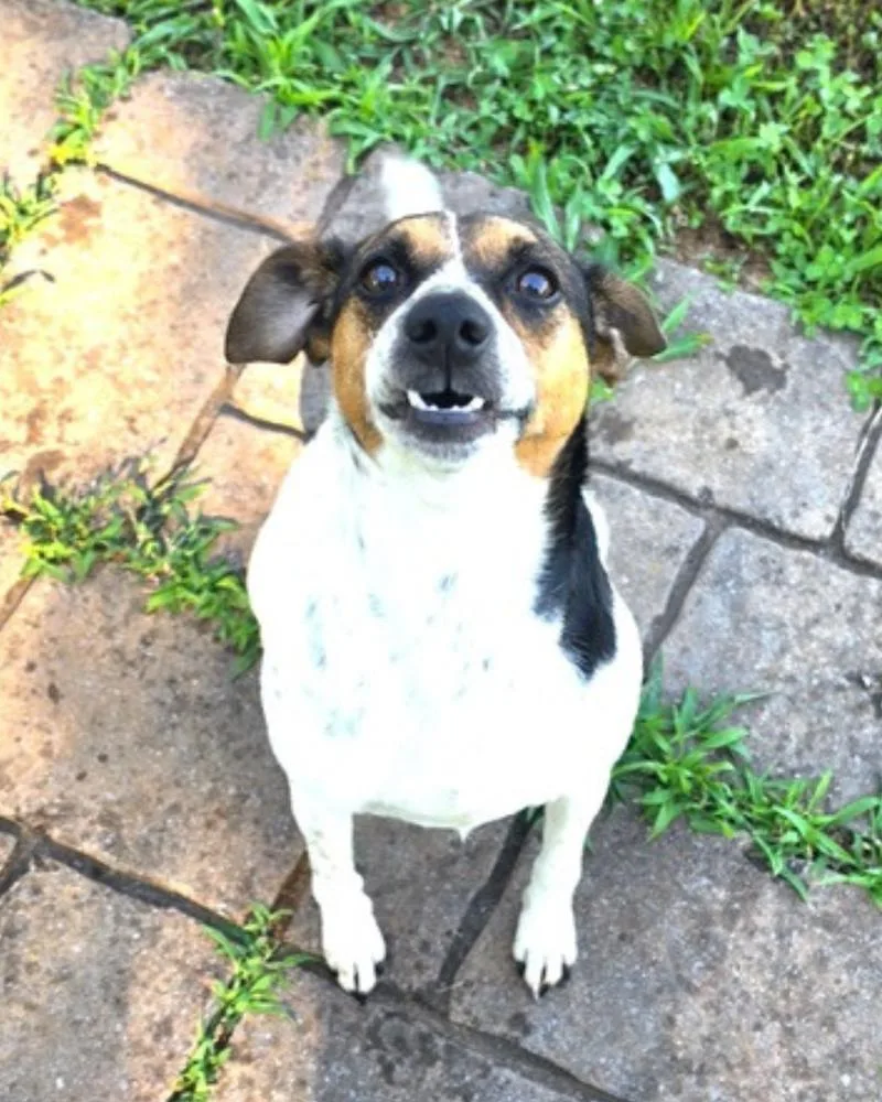 A young medium-sized male Jack Russell Terrier dog named Charlie for adoption in Columbia, TN