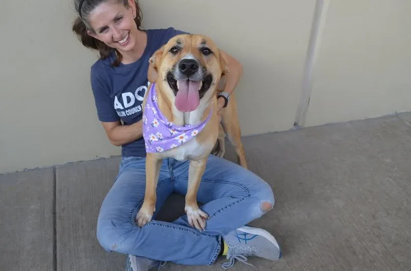 A young large-sized female Labrador Retriever dog named Millie for adoption in McKinney, TX