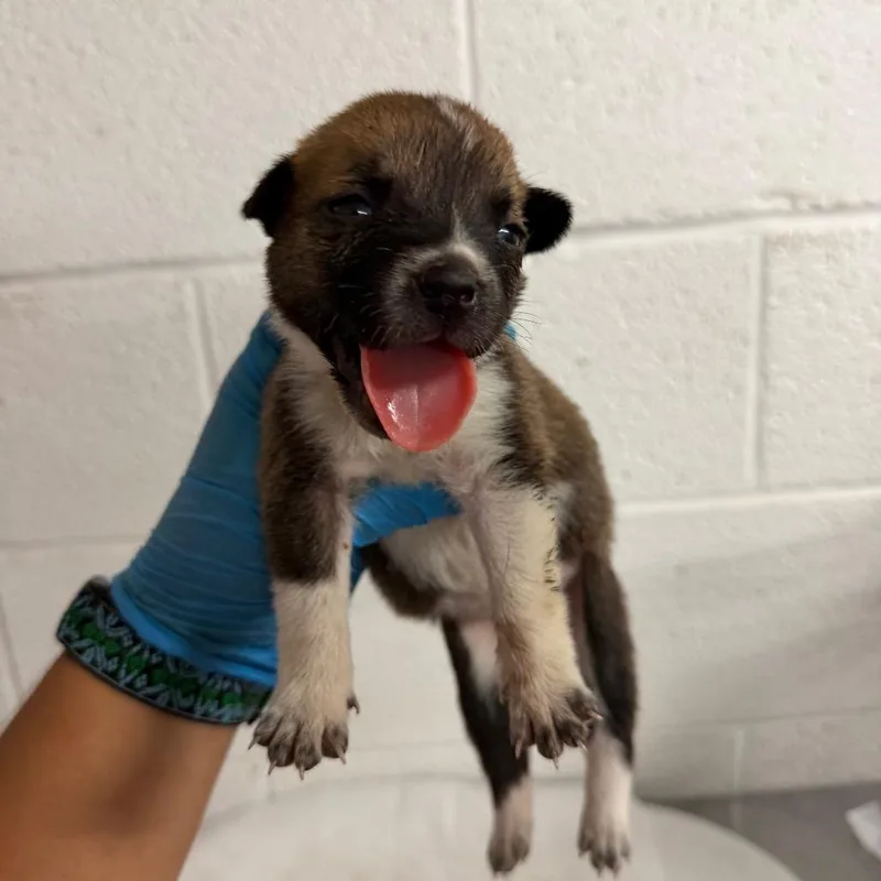 A baby medium-sized female Brown / Chocolate Shepherd dog named Ginger for adoption in Edinburg, TX
