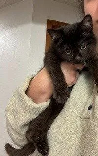 A baby small-sized female Black Domestic Short Hair cat named Mowgli for adoption in Battle Ground, WA