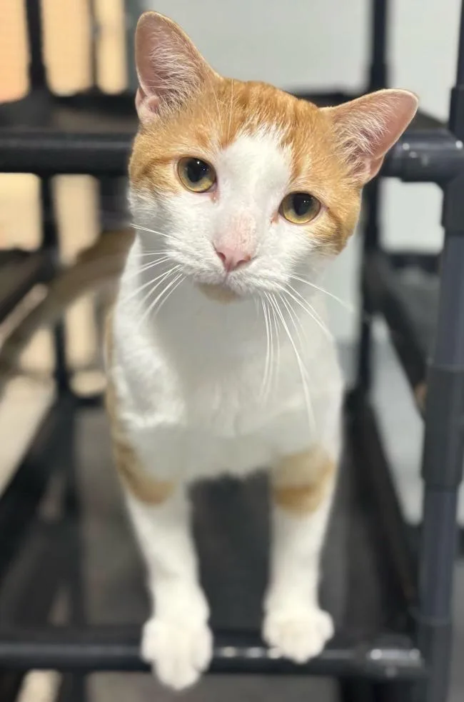 An adult medium-sized male Orange & White Domestic Short Hair cat named Indy for adoption in Madison, WI