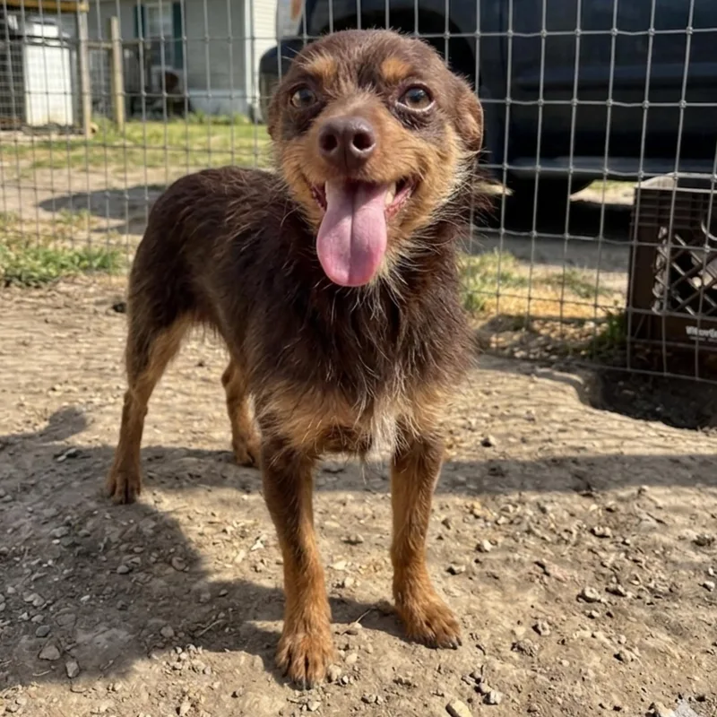 Napoleon thumbnail 2