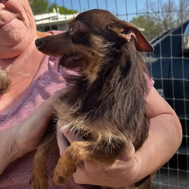 Napoleon thumbnail 4